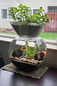 Aquaponics fish tanks