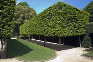 Essential Landscaping Maintenance tips