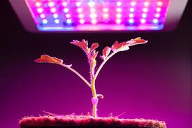 LED Indoor best grow lights