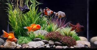 7 Aquarium Factors To Consider Before Buying One