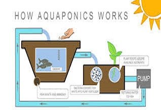 Aquaponics system