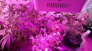 King Plus 1000W LED Grow Light Review