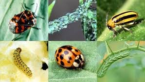 Common Garden Pests