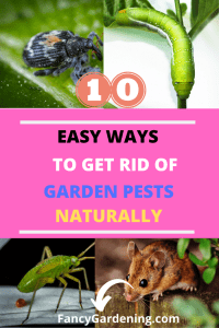 Natural garden pests control methods