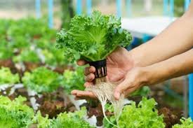 Hydroponic System