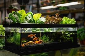 Aquaponic System Garden