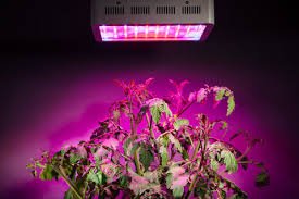 Best Full Spectrum LED Grow Lights