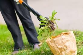 removing weeds to revive a dead lawn