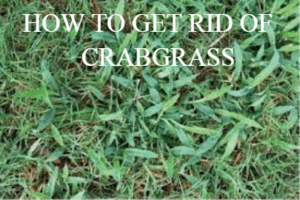 How To Get Rid Of Crabgrass In Lawn Naturally - Fancygardening