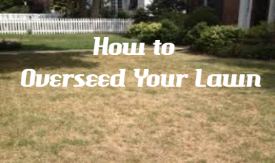 how to overseed your lawn without aerating