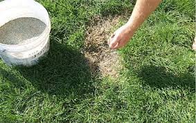 overseeding your lawn