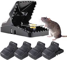 Best Mouse Traps