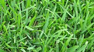 when to cut grass after overseeding